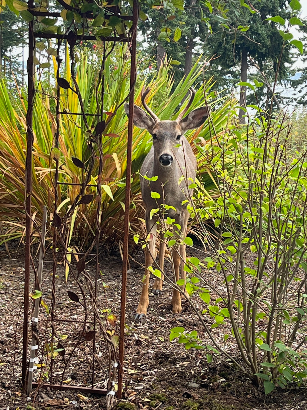 Wildlife around Kala Point