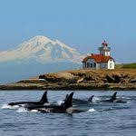 Winter Whale Watching